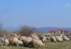 Începe campania de vaccinare gratuită a oilor și caprelor