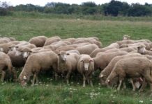 Aproape 90 de crescători de ovine și caprine din Gorj au solicitat sprijin financiar