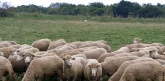 Aproape 90 de crescători de ovine și caprine din Gorj au solicitat sprijin financiar