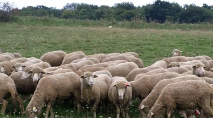 Focar de variolă ovină într-un județ din Oltenia