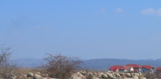 Zeci de crescători de ovine și caprine din Gorj au solicitat sprijin financiar