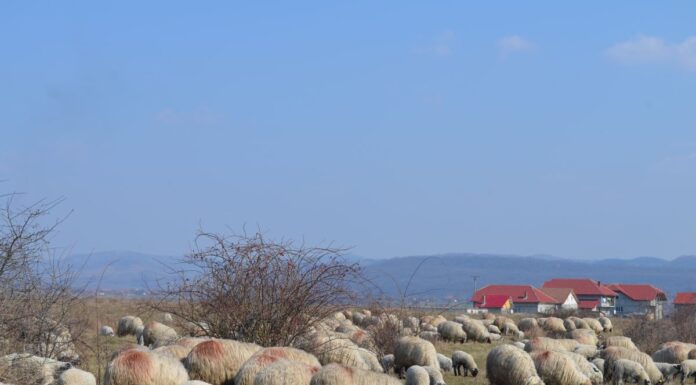 Variola ovină a intrat în România