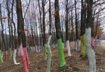 Inspirație din Gorj! O nouă „pădure colorată” prinde contur