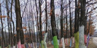 Inspirație din Gorj! O nouă „pădure colorată” prinde contur