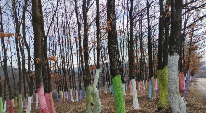 Inspirație din Gorj! O nouă „pădure colorată” prinde contur