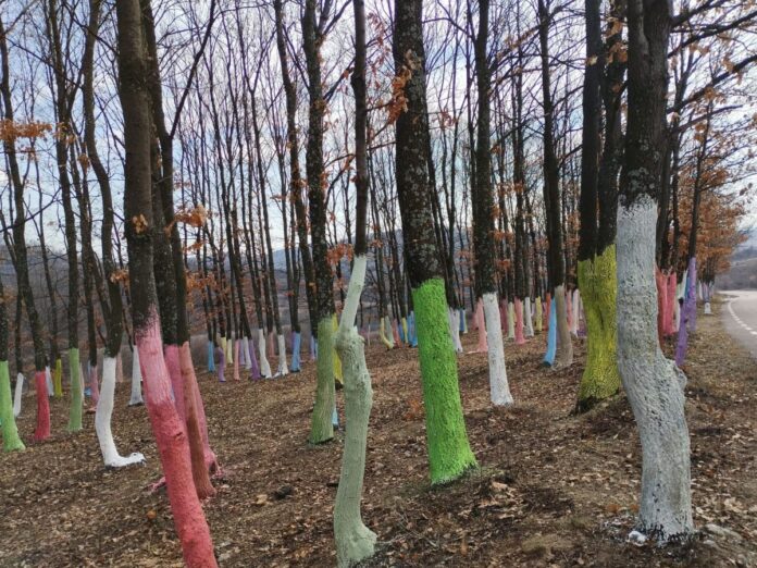 padure colorata site