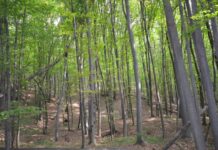 APIA, ajutor de stat pentru proprietarii de păduri. Ultima zi de depunere a cererilor