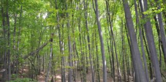 APIA, ajutor de stat pentru proprietarii de păduri. Ultima zi de depunere a cererilor