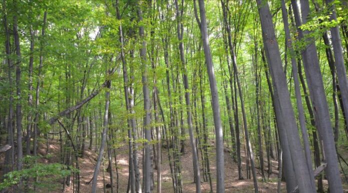 Oltenia contribuie cu 11,7% la regenerarea pădurilor