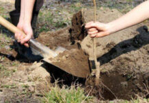 Agricultura pe înțelesul tuturor – Plantarea corectă a pomilor fructiferi (2)