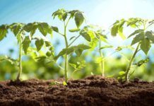 Agricultura pe înțelesul tuturor – Producerea răsadurilor și a legumelor în micile ferme comerciale și în grădinile familiale