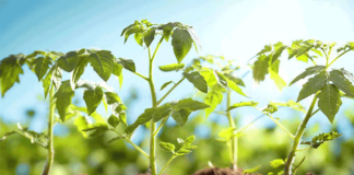 Agricultura pe înțelesul tuturor – Producerea răsadurilor și a legumelor în micile ferme comerciale și în grădinile familiale