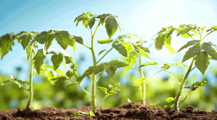 Agricultura pe înțelesul tuturor – Producerea răsadurilor și a legumelor în micile ferme comerciale și în grădinile familiale