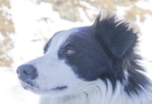 Shiva a primit brevet de salvator!