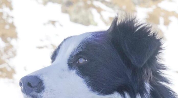 Shiva a primit brevet de salvator!