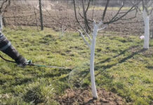 Agricultura pe înțelesul tuturor – Protecția fitosanitară a pomilor fructiferi