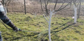 Agricultura pe înțelesul tuturor – Protecția fitosanitară a pomilor fructiferi