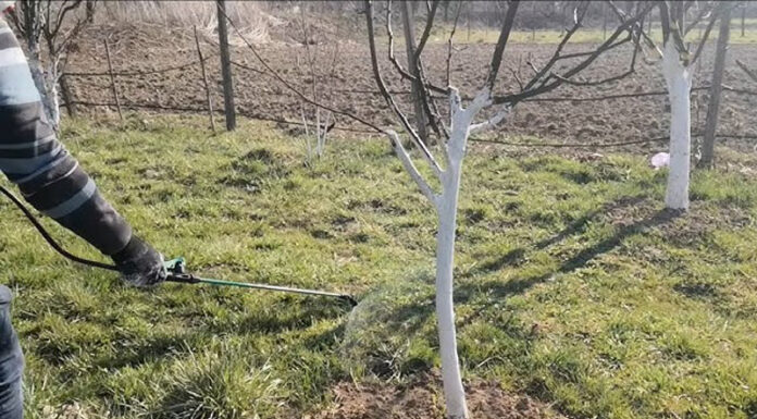 Agricultura pe înțelesul tuturor – Protecția fitosanitară a pomilor fructiferi