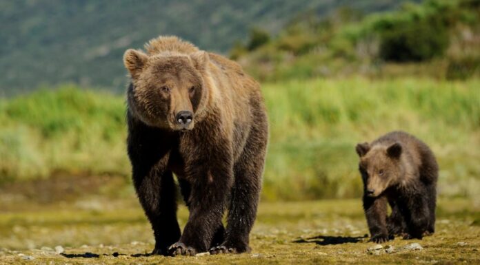 Numărul urșilor în Gorj, de patru ori mai mare decât efectivul optim