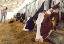 Vin banii pentru crescătorii de animale