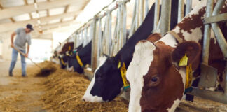 Vin banii pentru crescătorii de animale