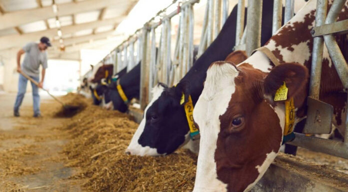 Obligații pentru crescătorii de animale pe perioada caniculei