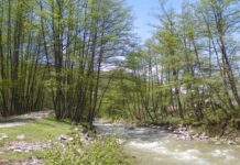 Astenii de primăvară – La pas, pe Șușița Verde şi cea Seacă