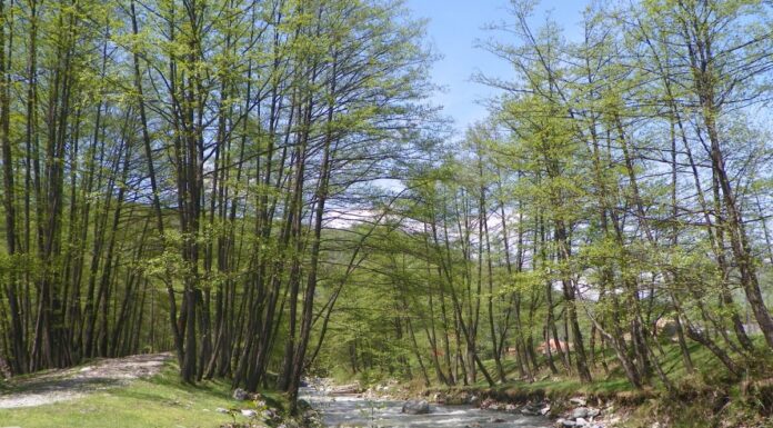 Astenii de primăvară – La pas, pe Șușița Verde şi cea Seacă