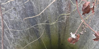 Bărbatul care a aruncat câinele în puț, eliberat