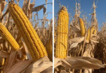 Agricultura pe înțelesul tuturor – Alegerea corectă a hibrizilor de porumb