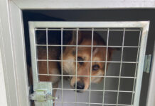 Campania de sterilizare a câinilor cu stăpân a ajuns la Lelești!