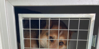 Campania de sterilizare a câinilor cu stăpân a ajuns la Lelești!