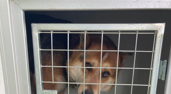 Campania de sterilizare a câinilor cu stăpân a ajuns la Lelești!