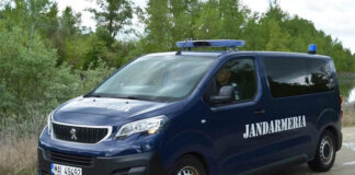 Alertă în Gorj! Urși alungați de jandarmi