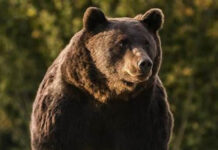 Un apel la 112 a anunțat prezența unui urs, în comuna Stejari