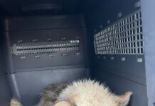 Suseni: Câine salvat de Protecția Animalelor Gorj