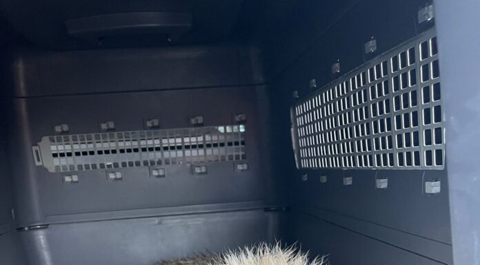 Suseni: Câine salvat de Protecția Animalelor Gorj