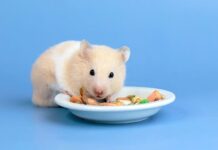 Cum să alegi cea mai bună mâncare pentru rozătoare? 3 sfaturi utile