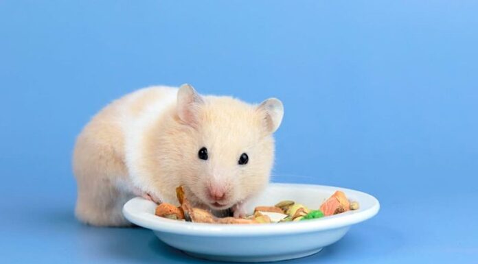 Cum să alegi cea mai bună mâncare pentru rozătoare? 3 sfaturi utile