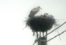 ODATĂ CU ECHINOCŢIUL DE PRIMĂVARĂ 2025, BERZELE AU SOSIT ŞI ÎN ACEST AN PE PLAIURILE GORJULUI