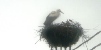 ODATĂ CU ECHINOCŢIUL DE PRIMĂVARĂ 2025, BERZELE AU SOSIT ŞI ÎN ACEST AN PE PLAIURILE GORJULUI