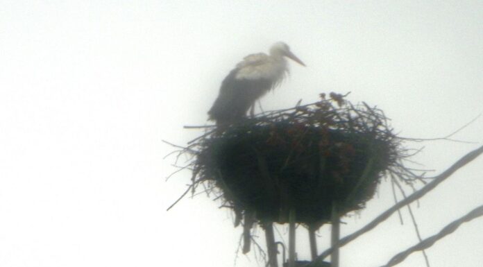 ODATĂ CU ECHINOCŢIUL DE PRIMĂVARĂ 2025, BERZELE AU SOSIT ŞI ÎN ACEST AN PE PLAIURILE GORJULUI