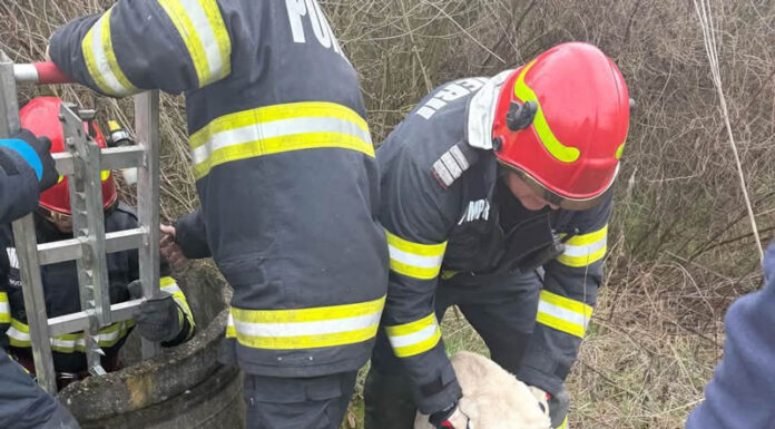 Reținut după ce a adoptat un câine și l-a aruncat în puț