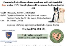 Sterilizare, microcipare și vaccinare a câinilor, la Peștișani