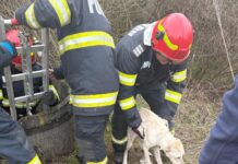 Bărbatul care a aruncat un câine într-un puț a fost reținut