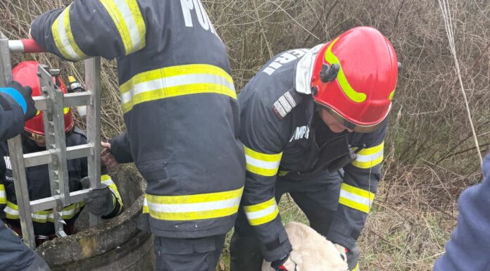 Bărbatul care a aruncat un câine într-un puț a fost reținut