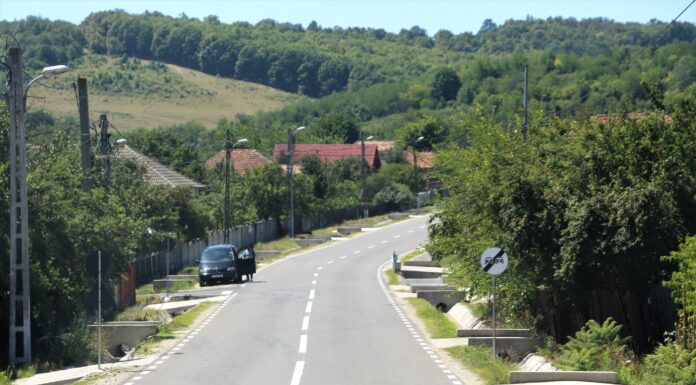 Peste 400.000 lei pentru tăierea arborilor periculoși de pe marginea drumurilor județene