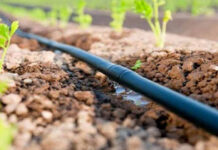 Agricultura pe înțelesul tuturor – Protecția fitosanitară a legumelor