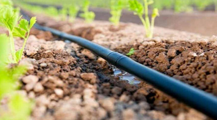 Agricultura pe înțelesul tuturor – Protecția fitosanitară a legumelor