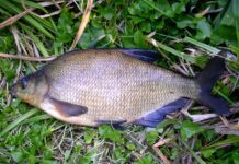 AJVPS Gorj: Populări cu pește înainte de finalul perioadei de prohibiție